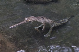 Critically Endangered Indian Gharials Return to the Bronx Zoo For the First Time in Nearly 20 Years 